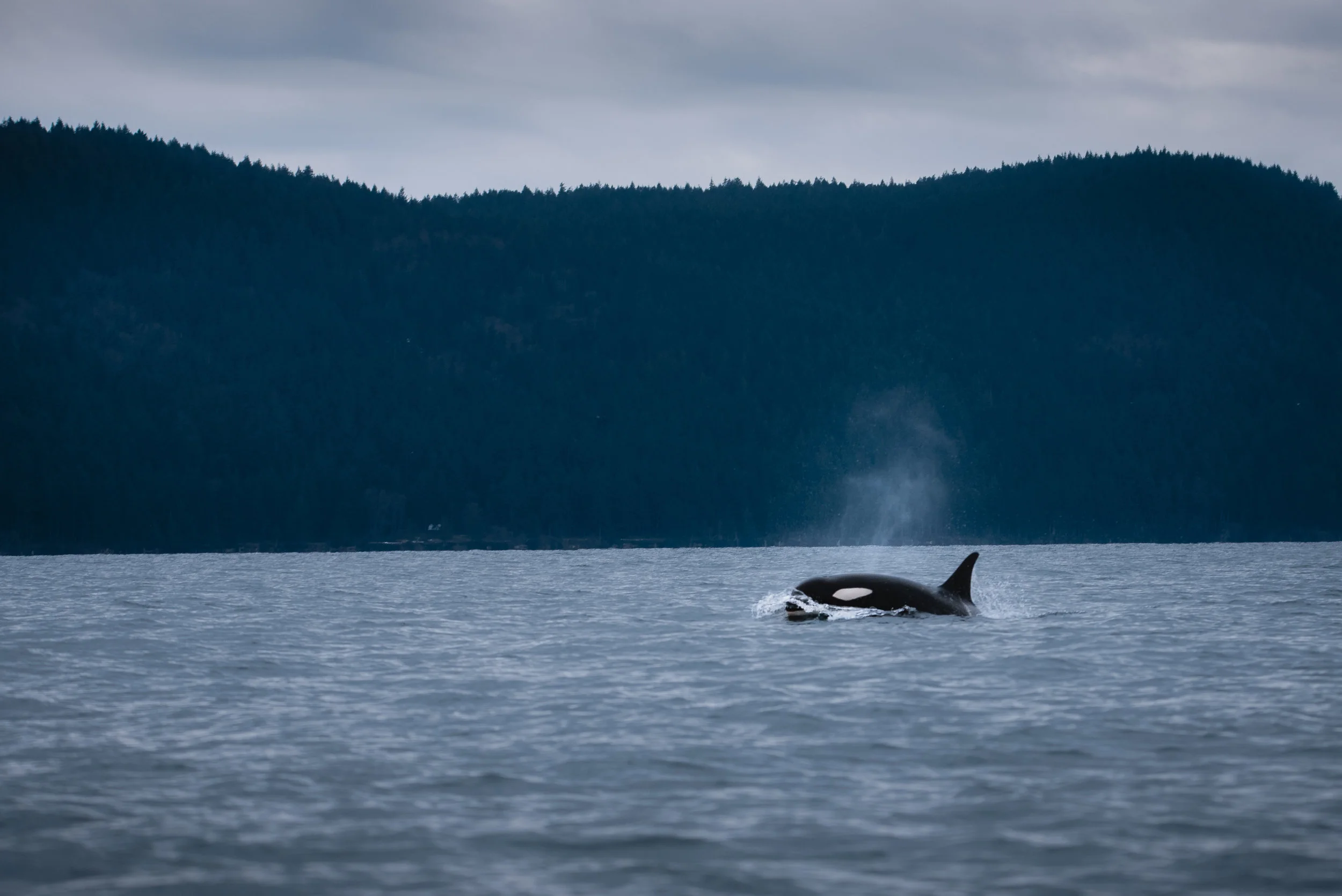 1 of the 75 remaining endangered Southern Resident Killer Whales. We had the pleasure of viewing 7 of them on Maya’s Legacy Whale Watch.