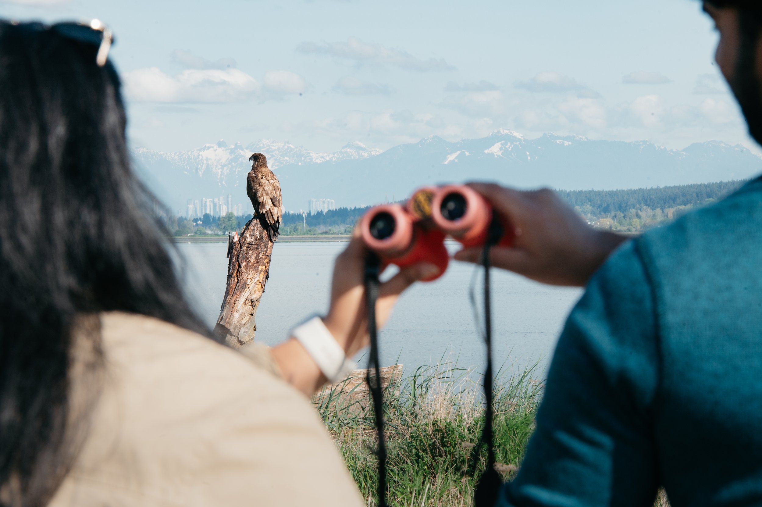 Two people, one holding binoculars, observing a bird of prey perched on a log near a body of water with mountains in the background.