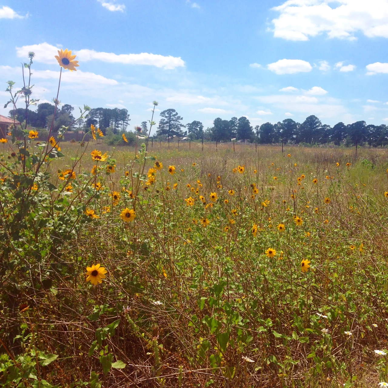 "Humans are born as flowers": Thich Nhat Hanh's Flower Fresh Meditation