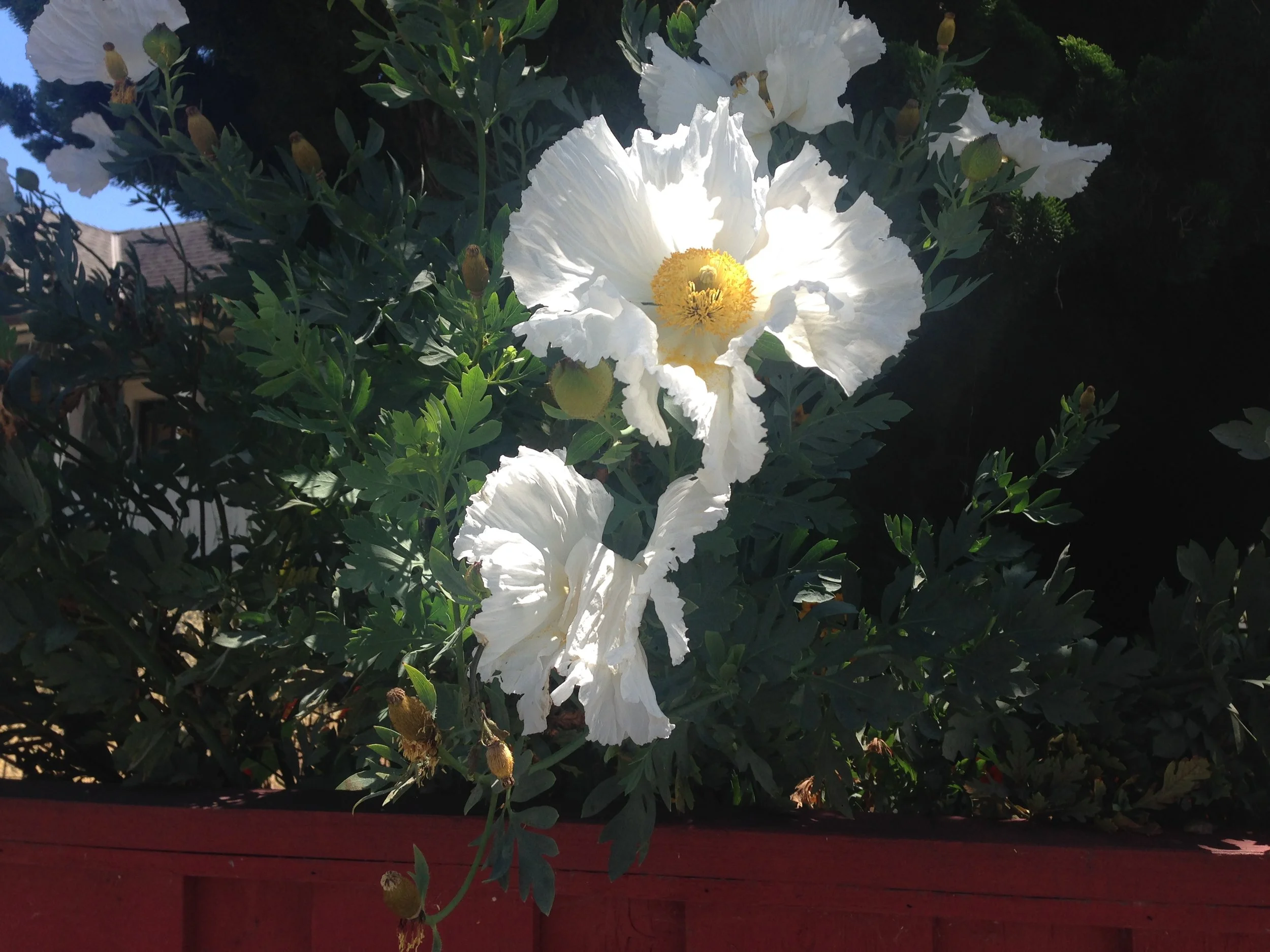 On the Acceptance of Our Wounds