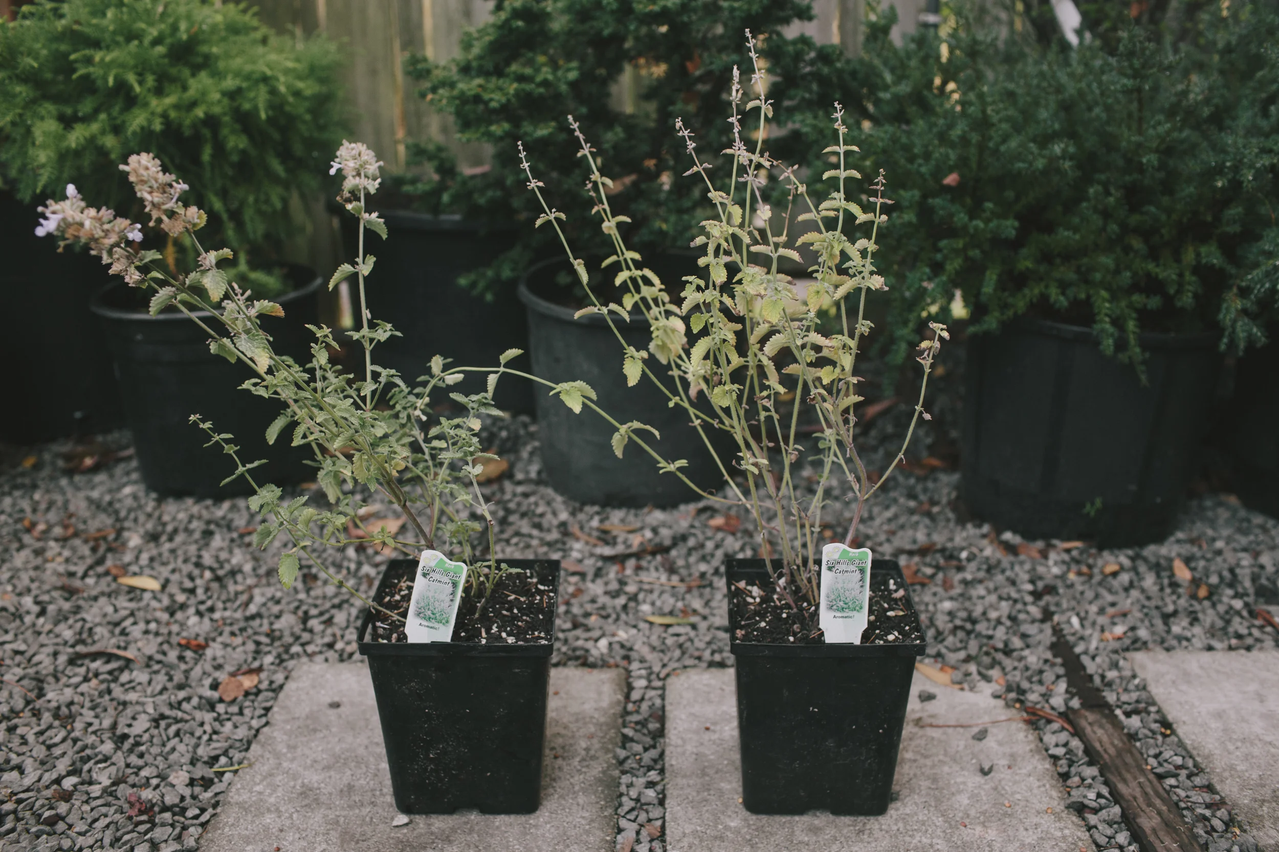 This poor catmint! Best to avoid plants like this, with weak, spindly stems and yellowing foliage. 