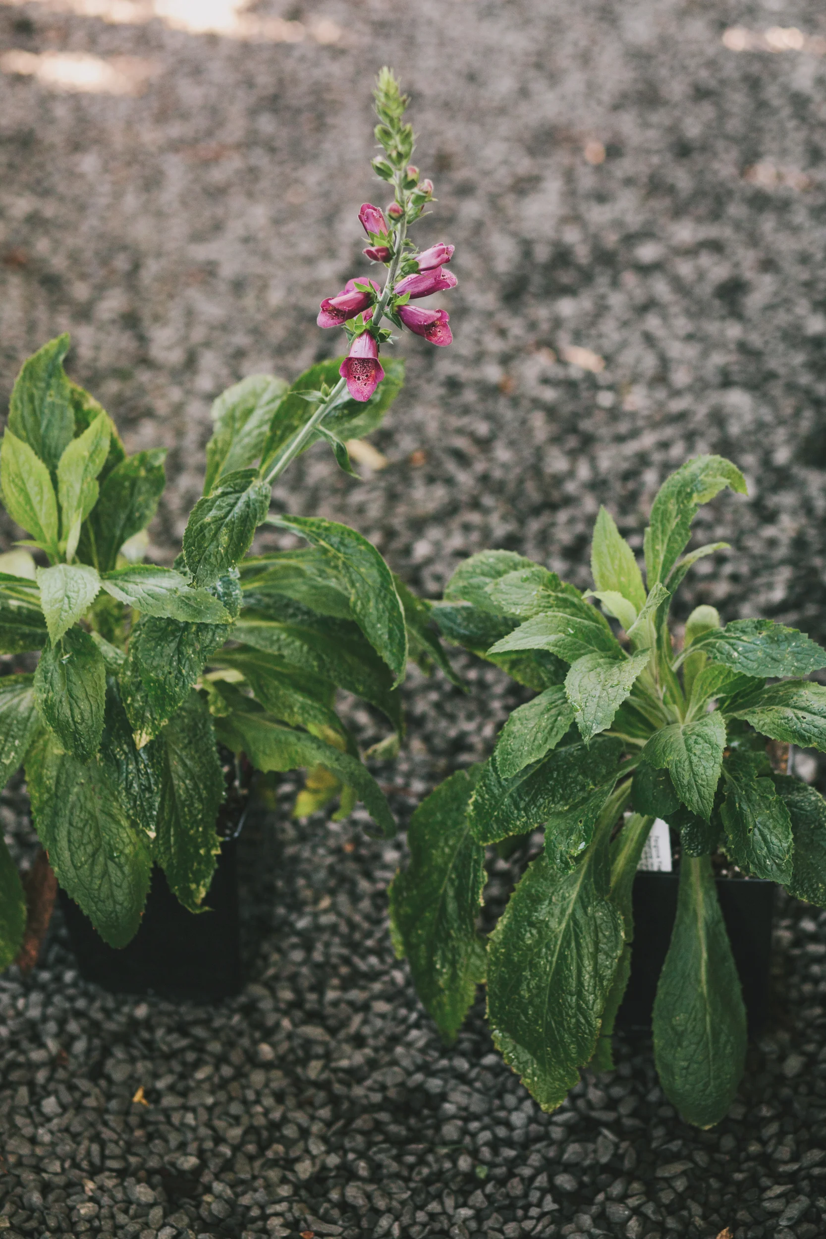 In this case, both plants look healthy, and while I would typically go for the plants that aren't blooming, in this case, I would probably choose the plant on the left. It's a foxglove, which can produce multiple stems from a single plant. There's an existing bloom + there's fresh green growth which will also produce more blooms. Meanwhile, the plant on the right only has one branch that will produce flowers. 