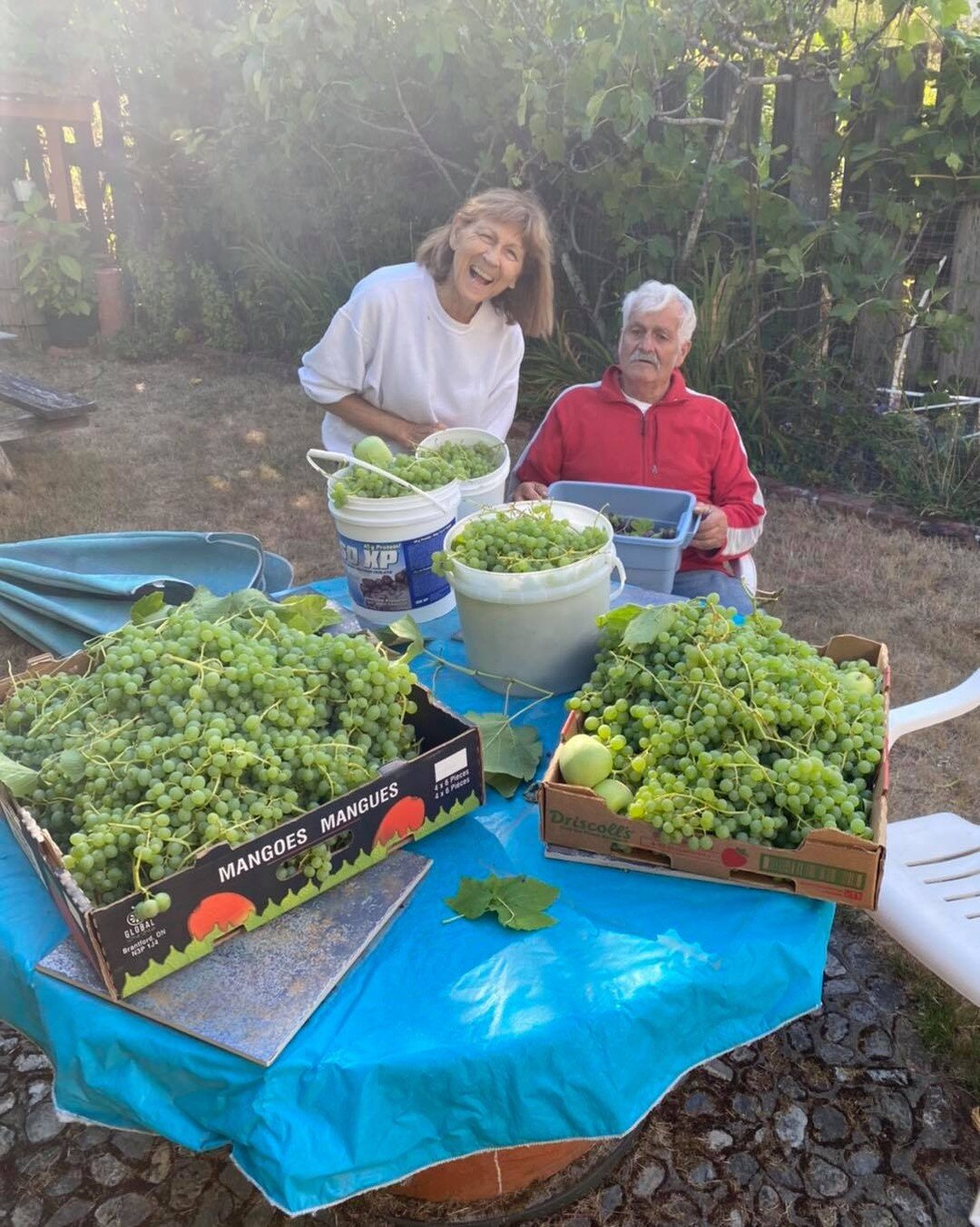 Picking grapes at the grandparents this week - so much abundance! Local grapes are higher in antioxidants and nutrients than moat store bought grapes because they are grown in a colder climate. Tastes good and nutritious!