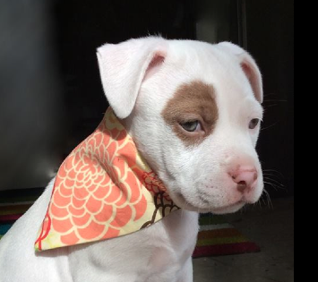 What is Recommended for Sunscreen in pets with white or pink noses?