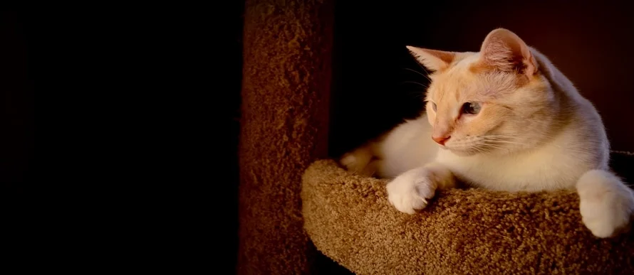 I hear keeping your cat indoors prolongs its lifespan, is that true?