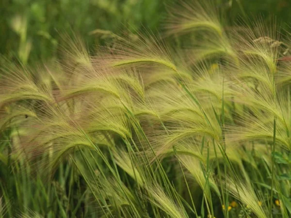Foxtails Plants Of Concern Birchbark Foundation