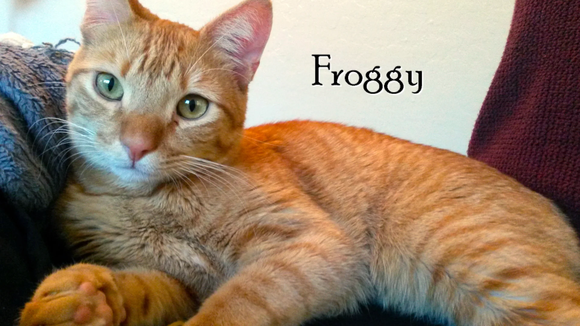 vca ocean view animal hospital