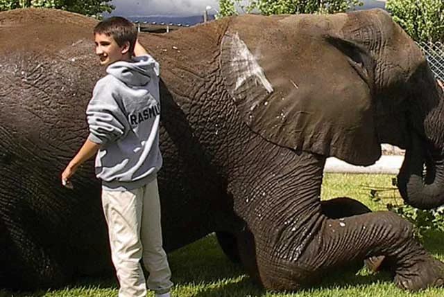 Dr. Burtch's son Cassidy helps to clean an elephant at the facility