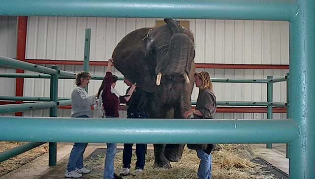 Staff members and Dr. Burtch draw the blood from the back of the elephant’s ear.
