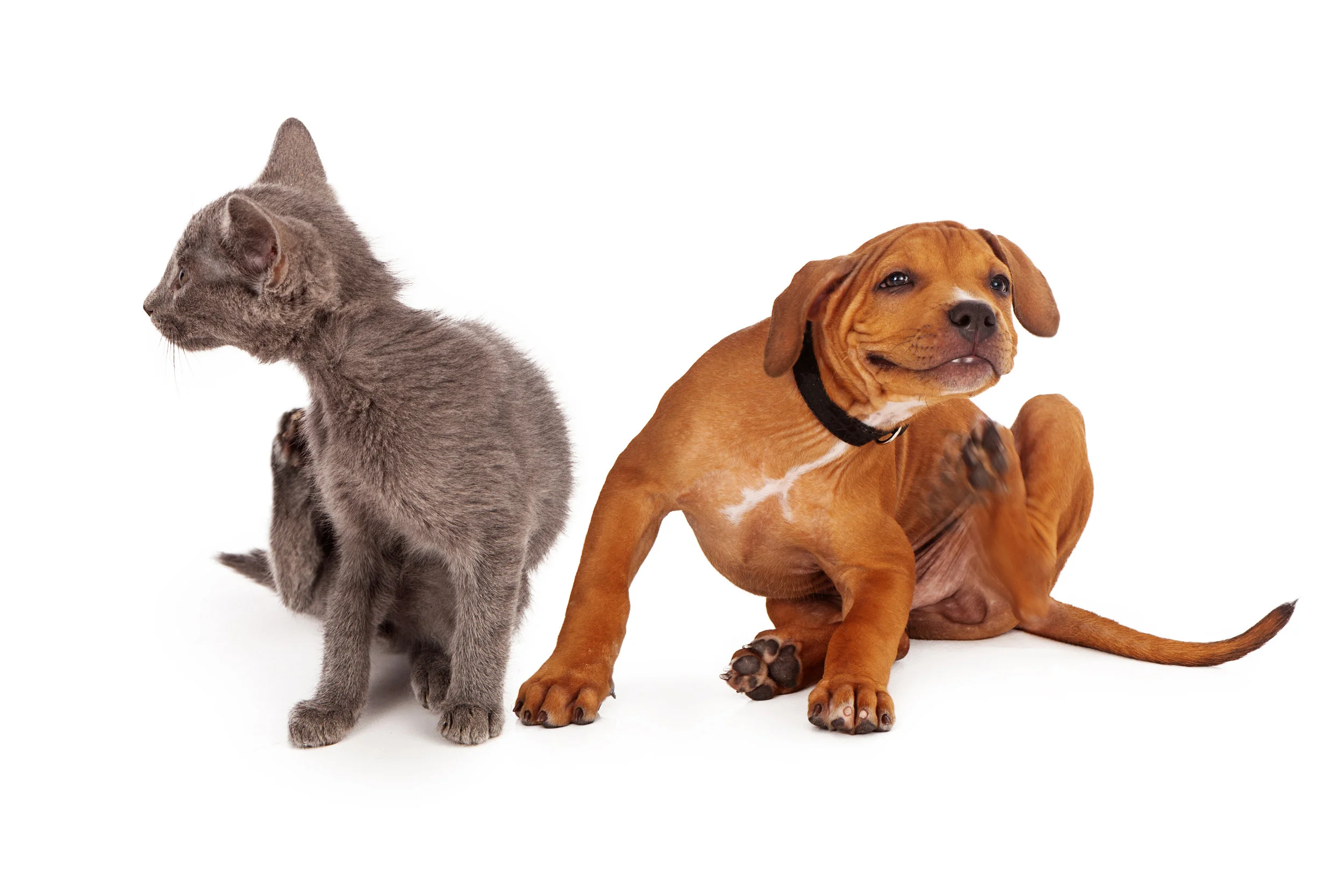 kitten, puppy scratching.jpeg