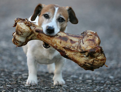 Bones.jpeg