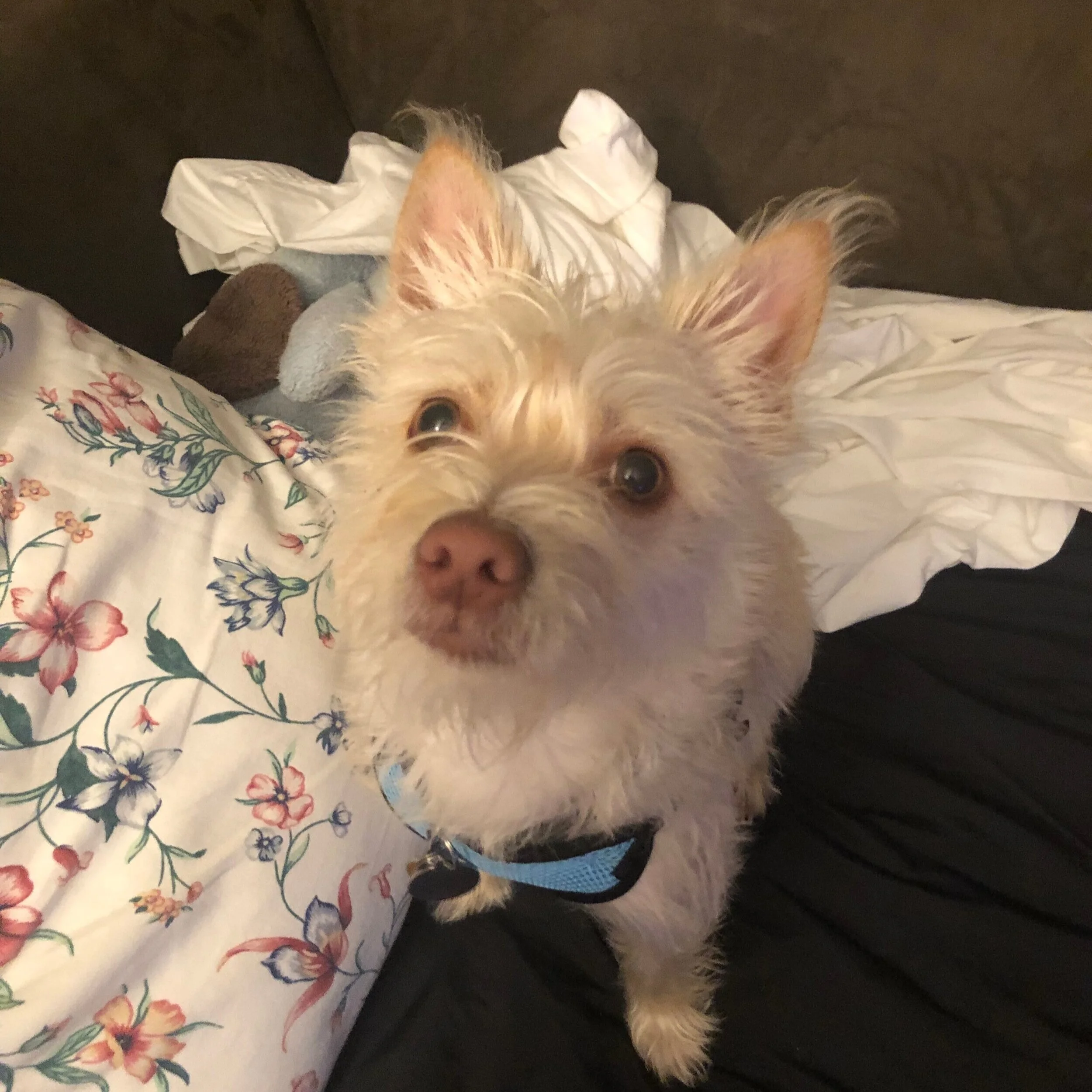 Harley 