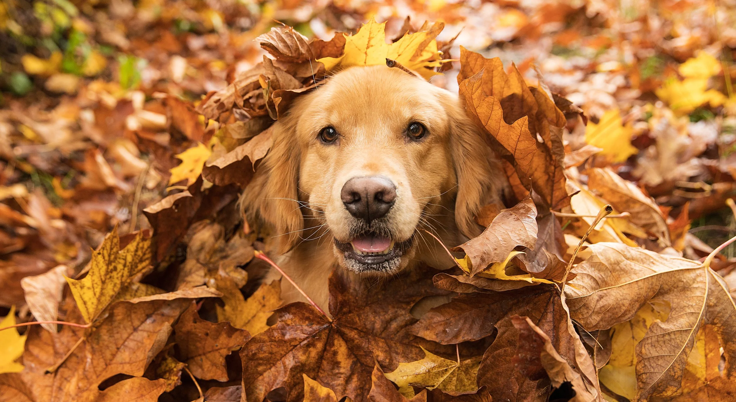 golden in leaves.jpeg