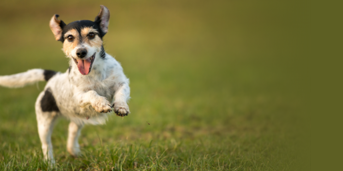 "Come!" Tips for Off-Leash Success