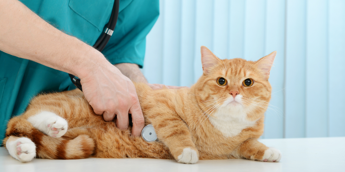 Cooperative Care: Preparing for Your Vet Visit