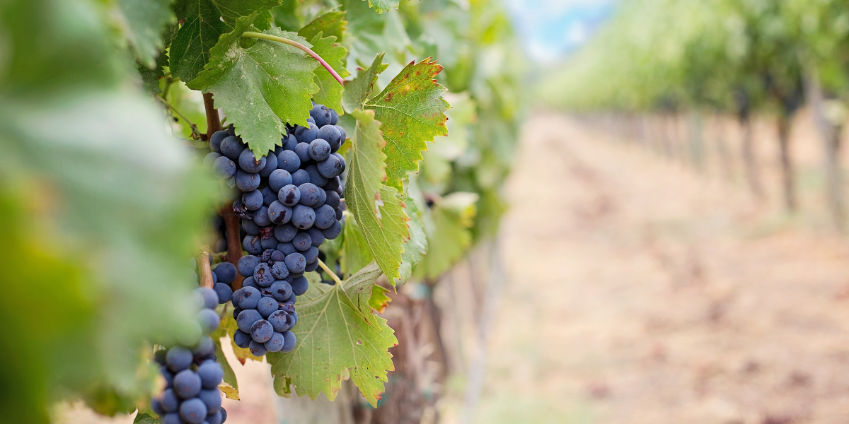 El Vaquero Winery Fundraiser