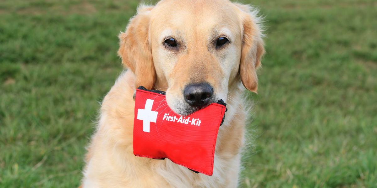 Pet First Aid