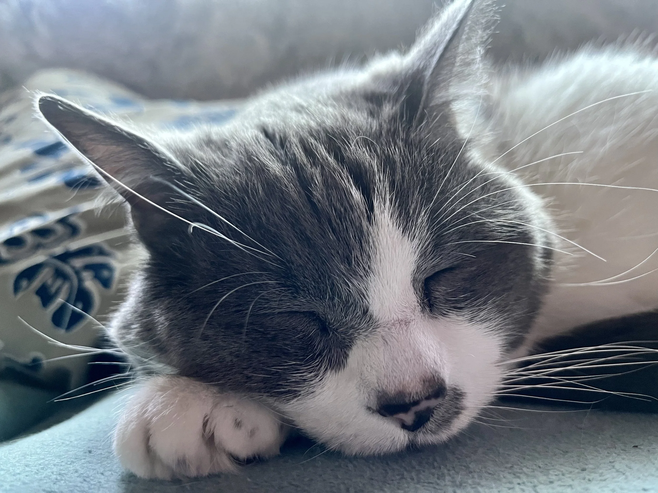 8E5A33D6-F0A8-4E59-8D7A-CB61BF18289F (2).jpeg