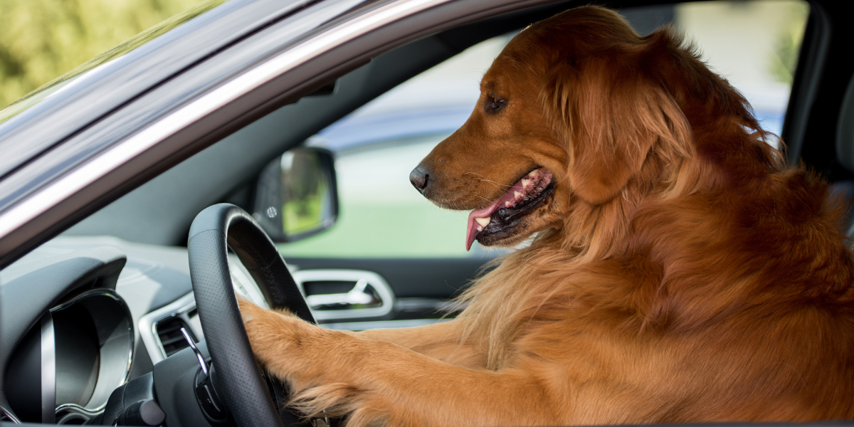 Love, Cars, & Paws