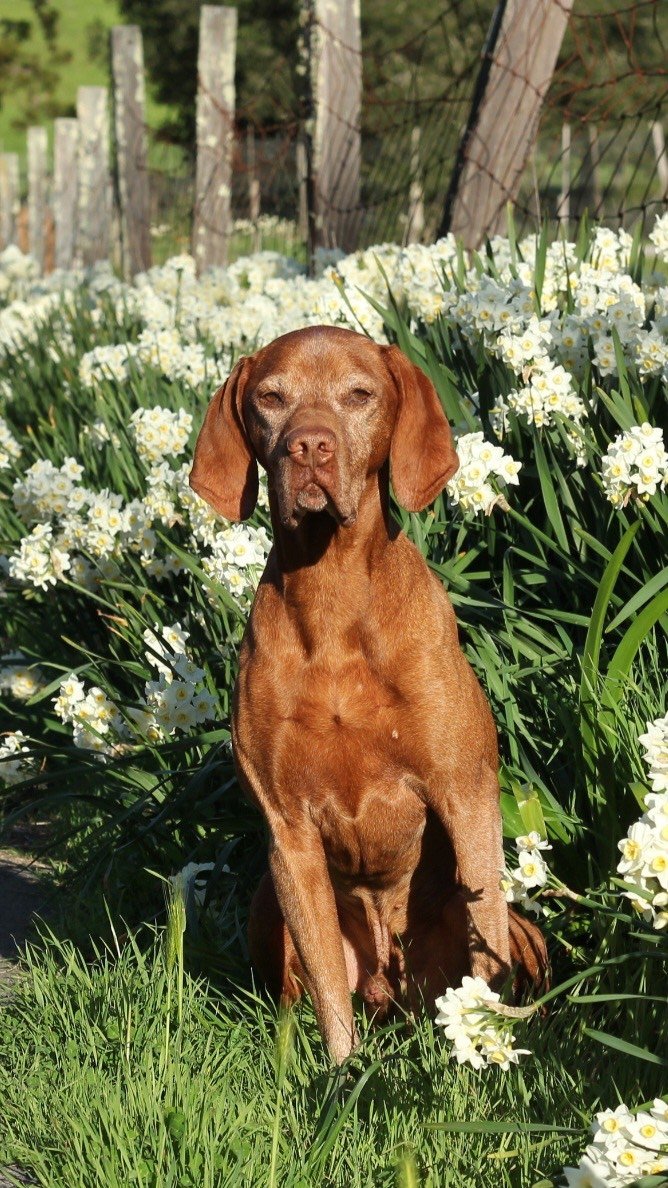 Zak