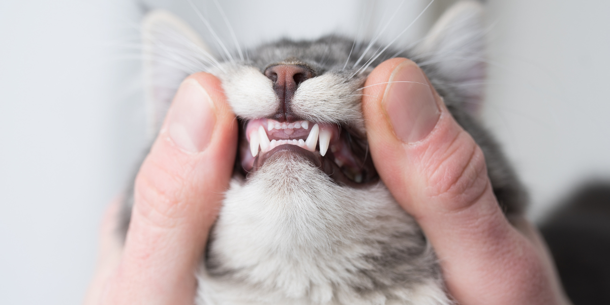 Do I Really Need to Brush My Pet's Teeth?