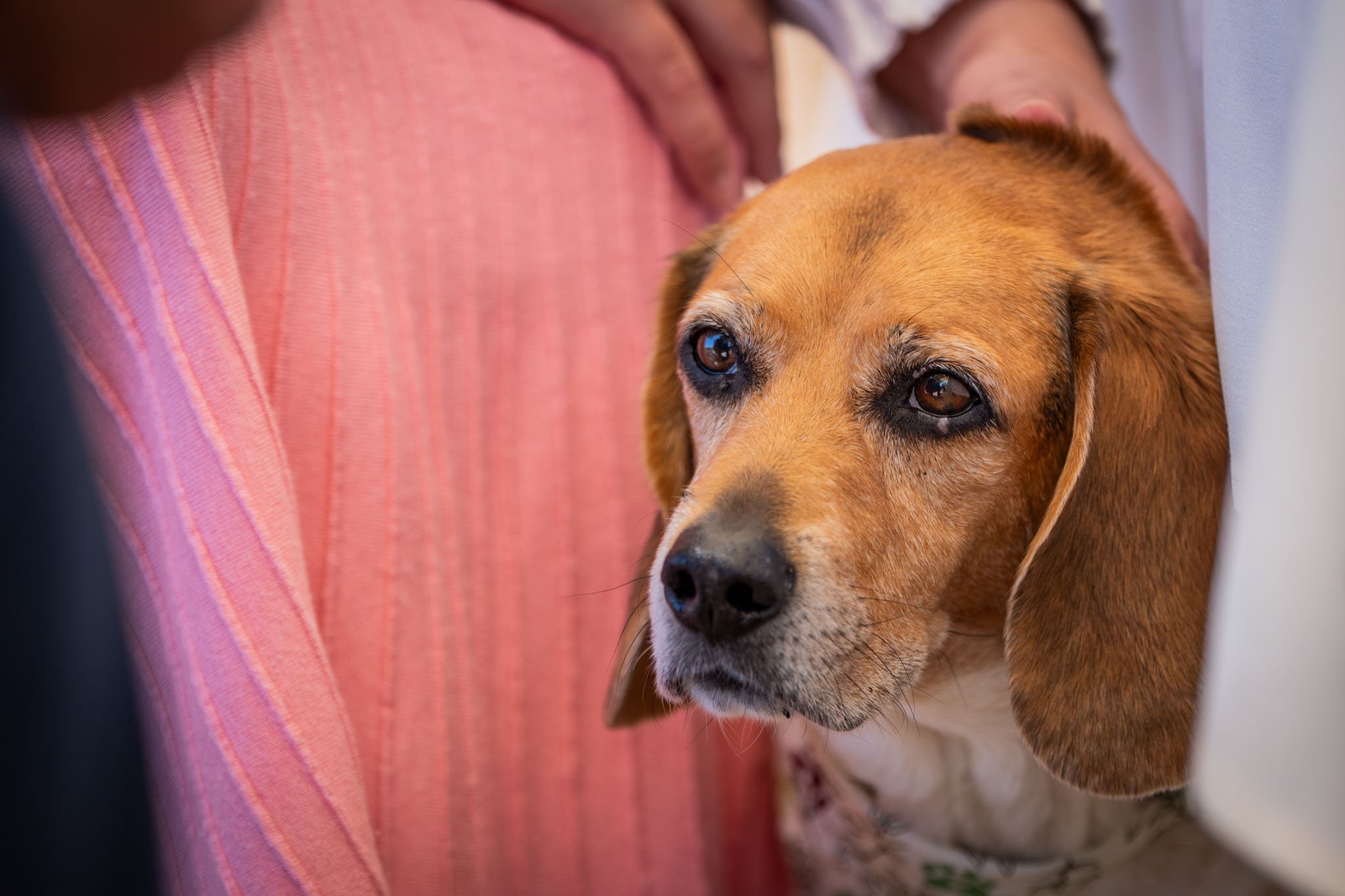 BrunchBark2026.PortraitsByTashi-113.jpg