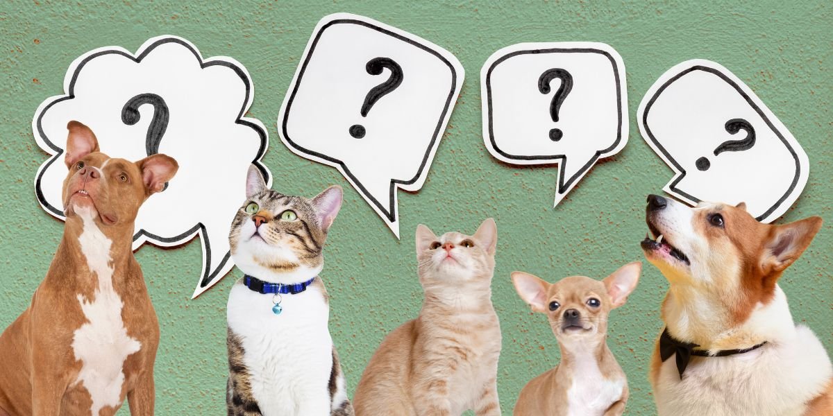 Ask a Vet!  BirchBark Veterinary Panel