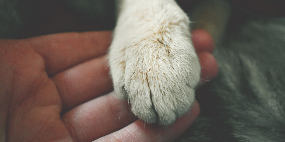 Caring With Compassion: Hospice and End-of-Life Care for Pets