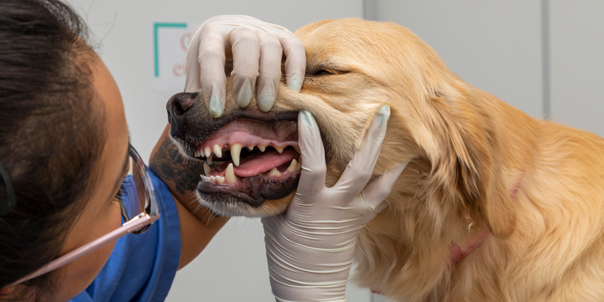pet dental.png