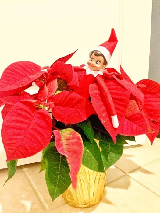 elf.jpg