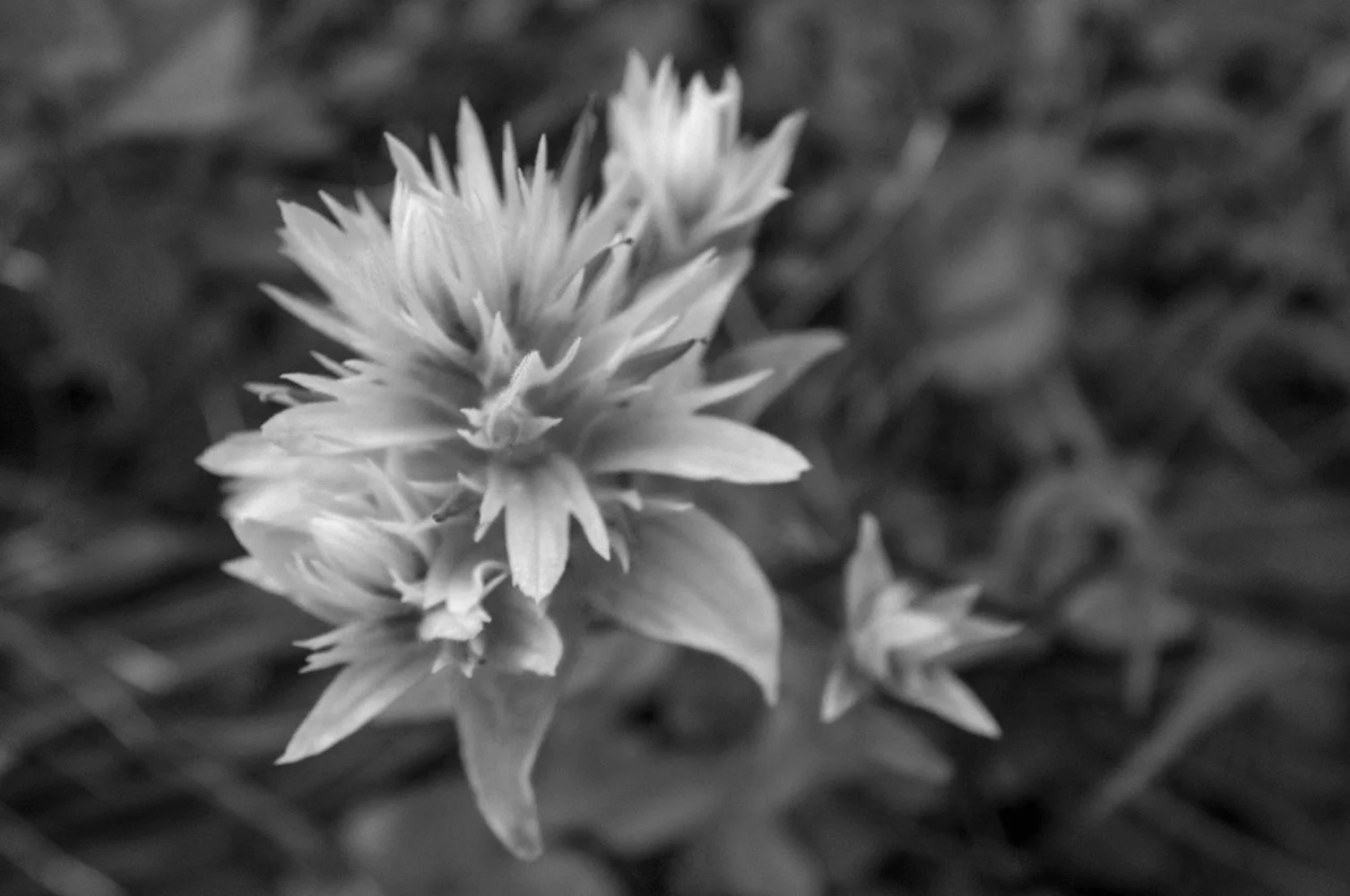 Indian paintbrush_web.jpg