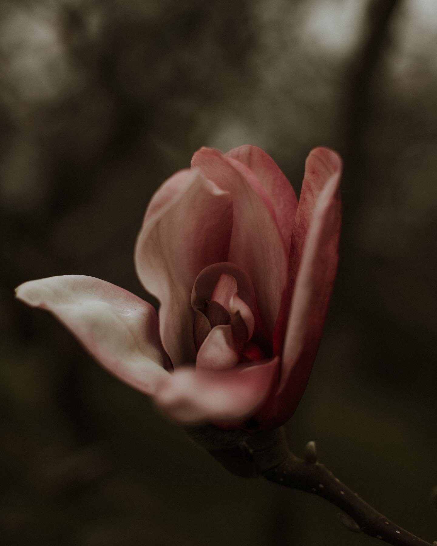 Magnolia. Herald the arrival of warmer weather. The young petals (when the flowers are buds or just opening out) are edible. The chemicals in the flower may help to prevent cavities and reduce gum swelling, have anxiety reducing effects, and in Tradi