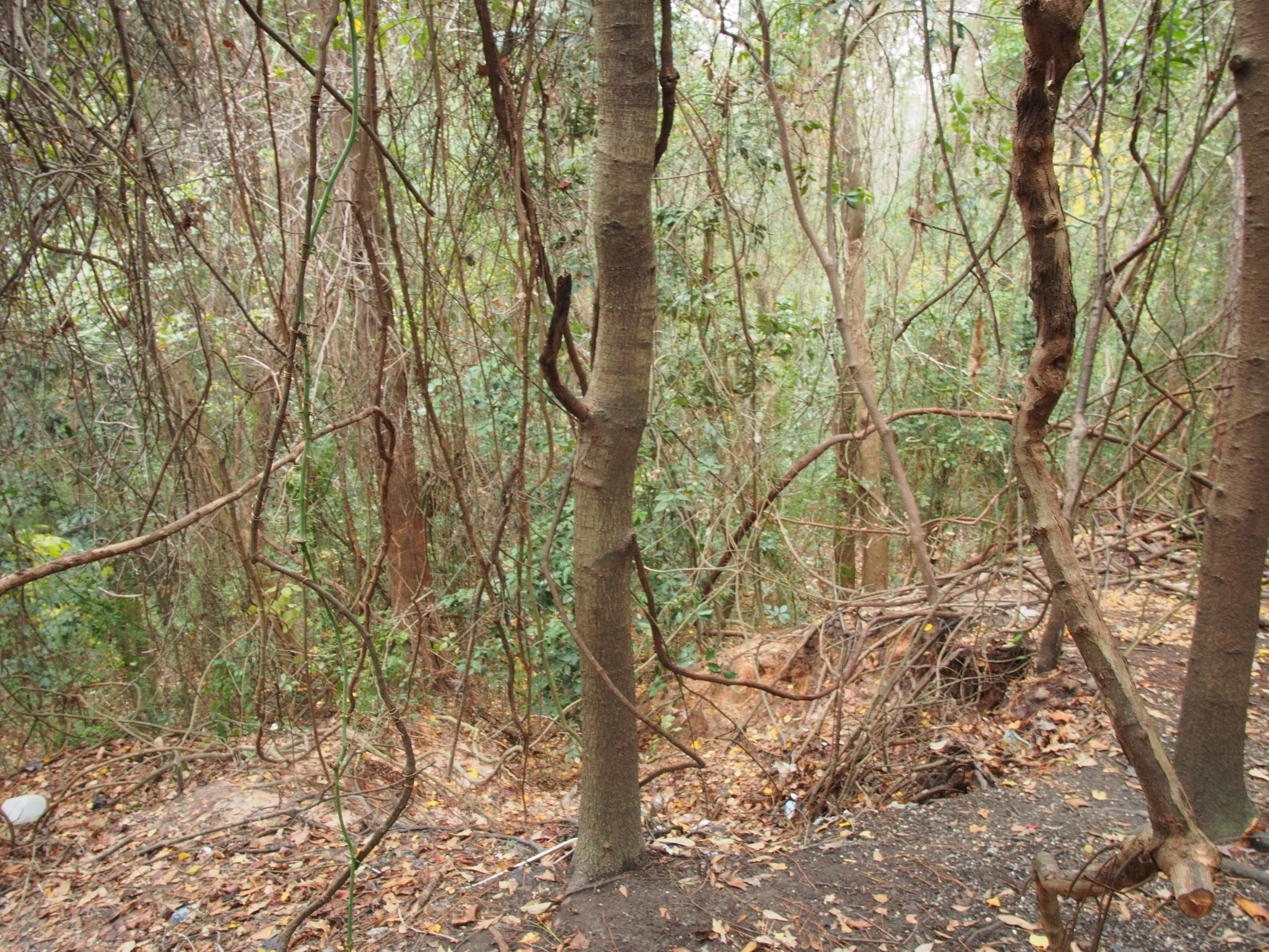 PC201101.JPG