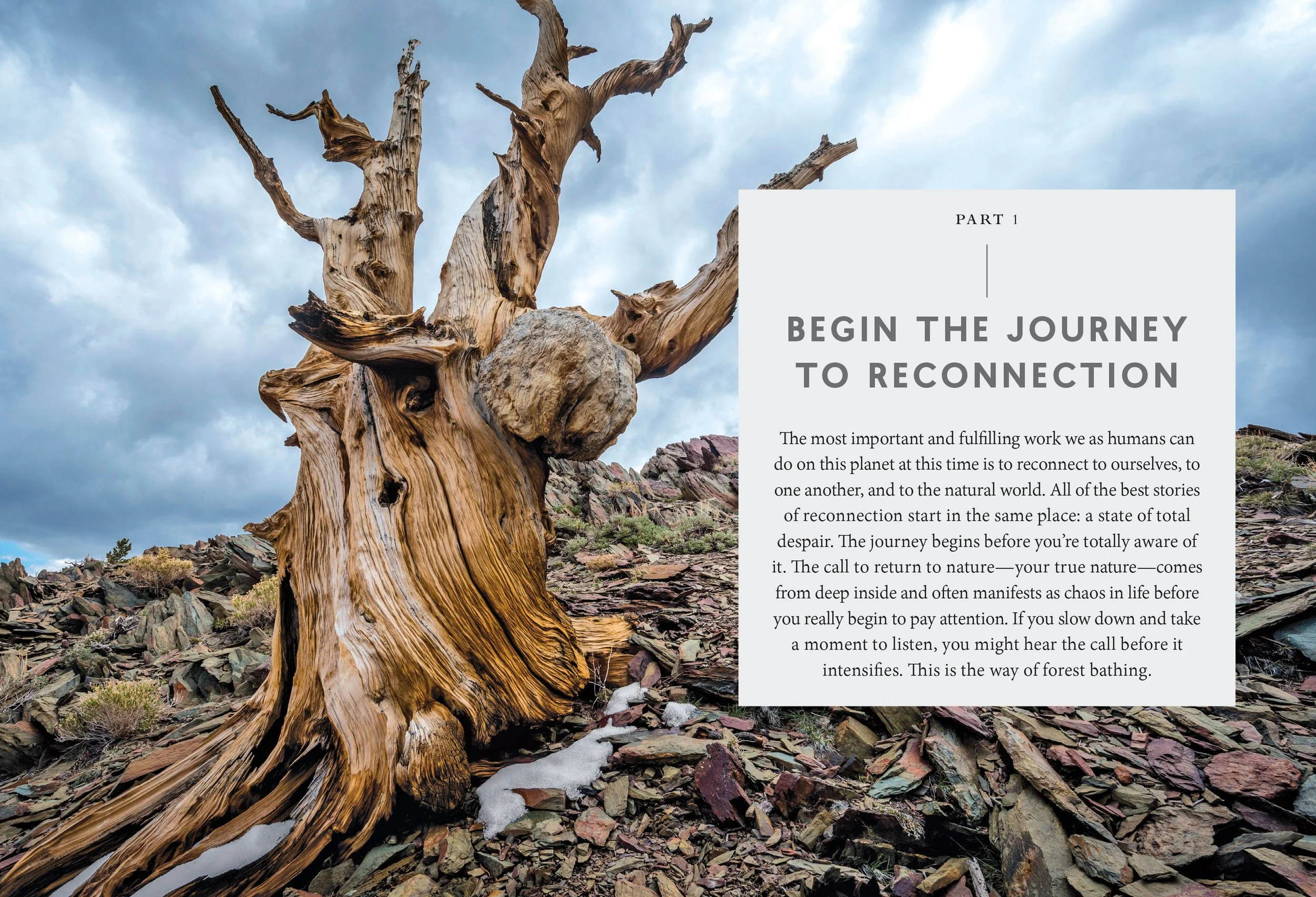 TheHealingMagicofForestBathing 6.jpg