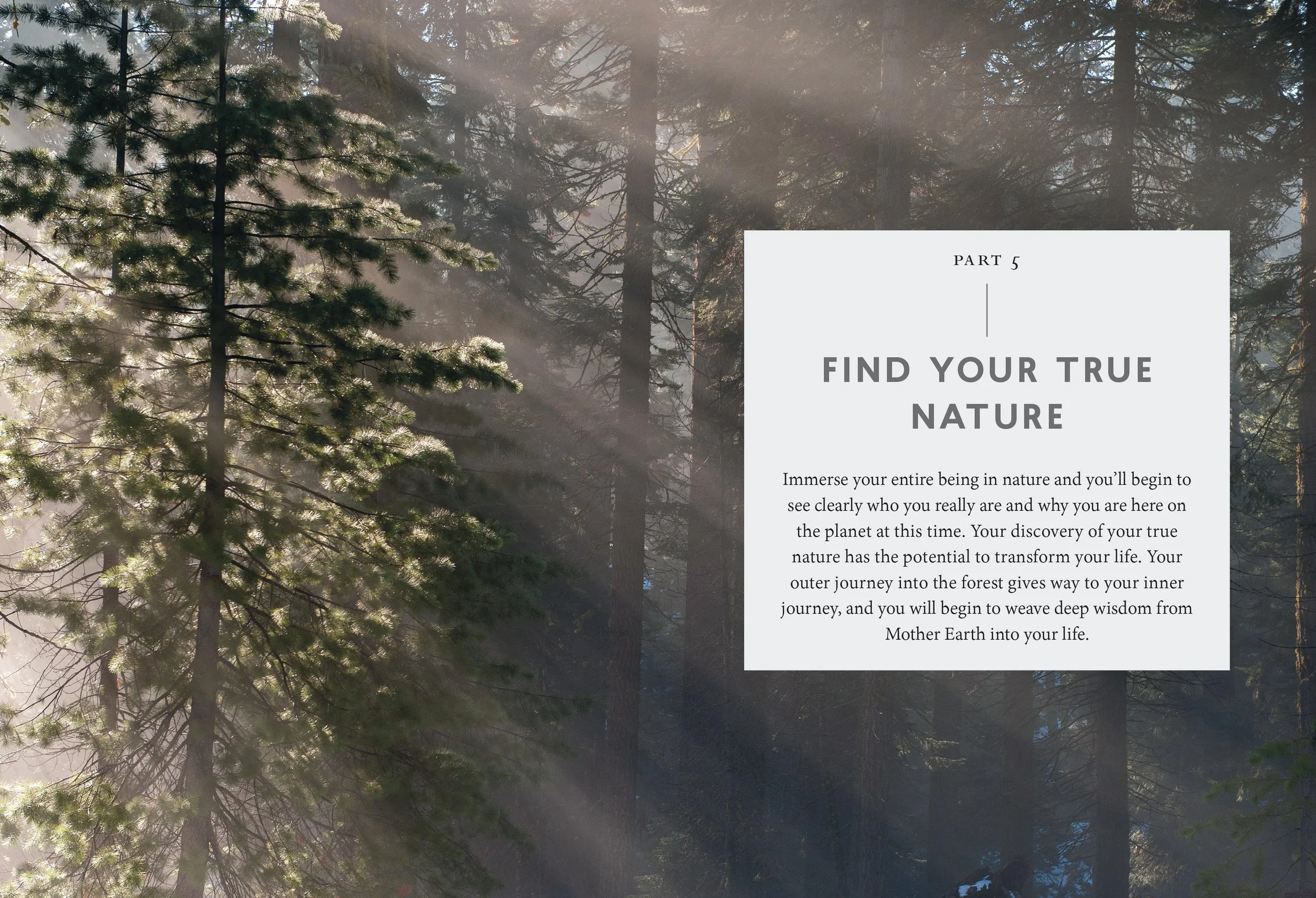 TheHealingMagicofForestBathing 61.jpg