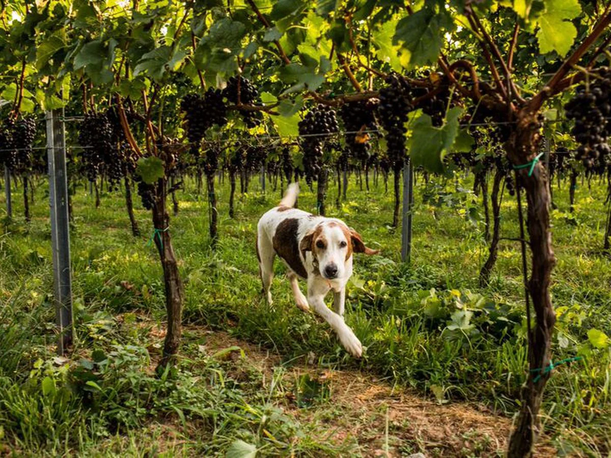 early_mountain_vineyard_dog.0.0.jpeg