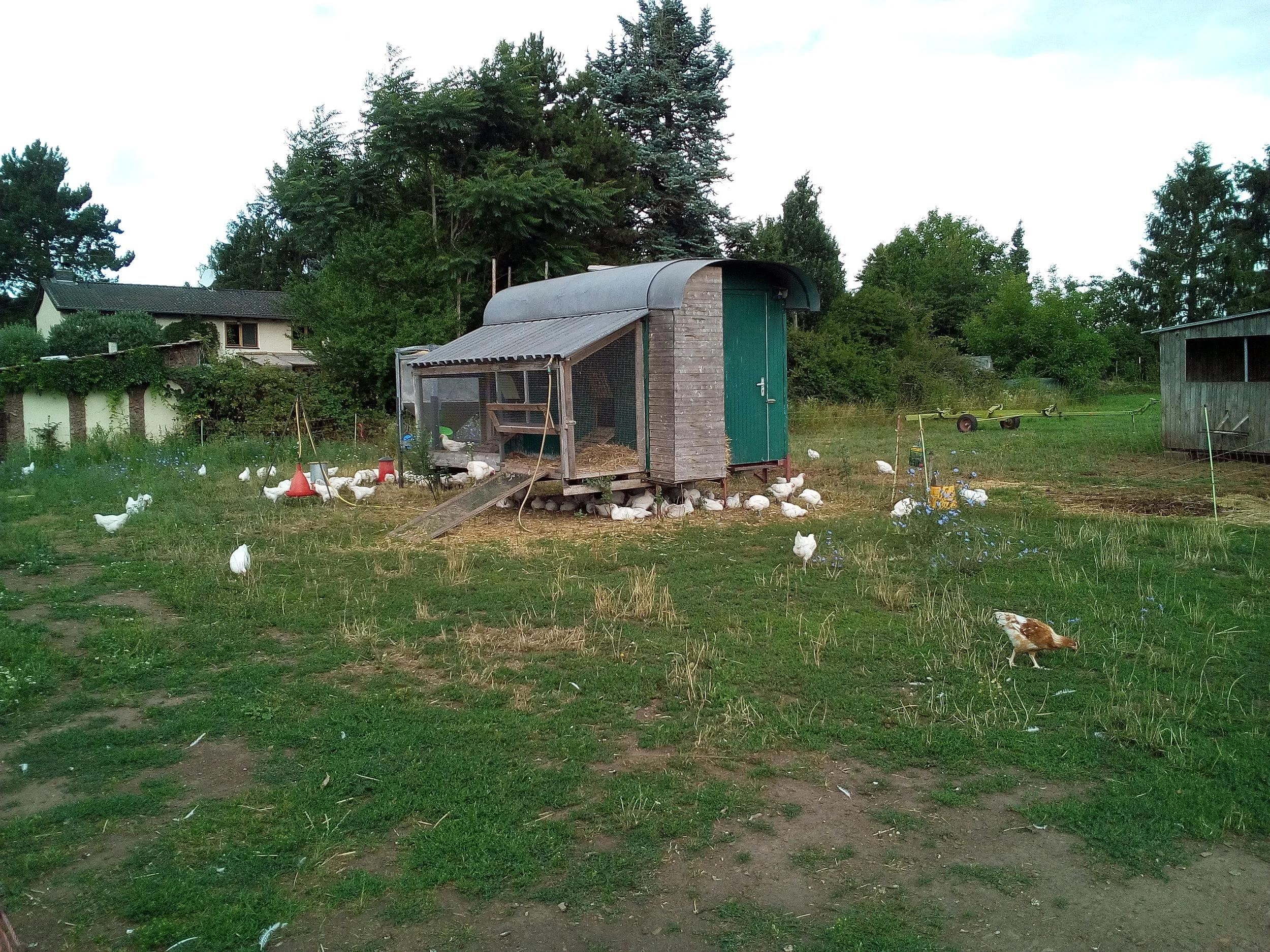 Happy chickens living here