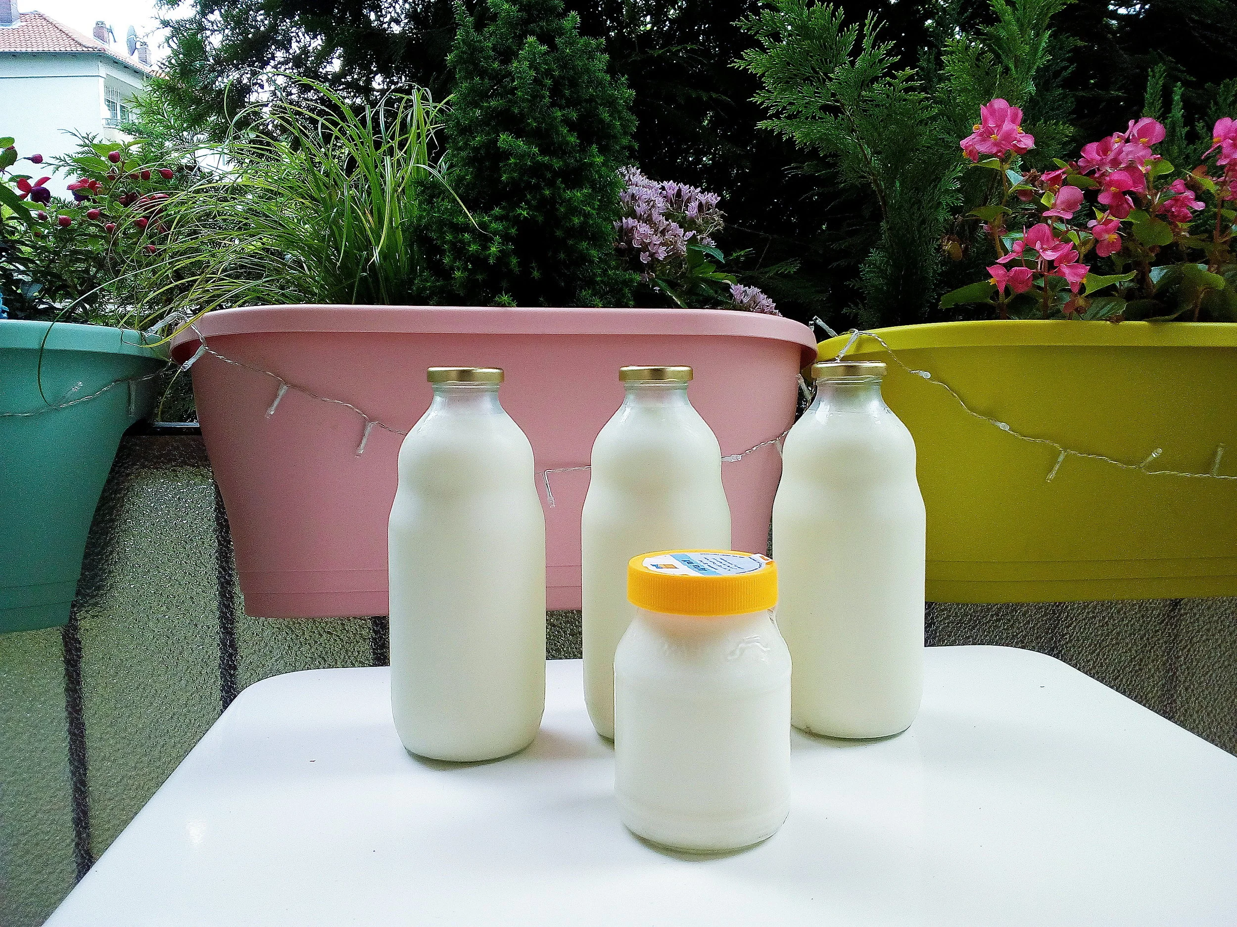 What I bought; raw milk and yogurt! Dairy is one of my main food sources, so I go for the highest quality whenever it is possible. #organicdairy #raypeat #hofgutoberfeld