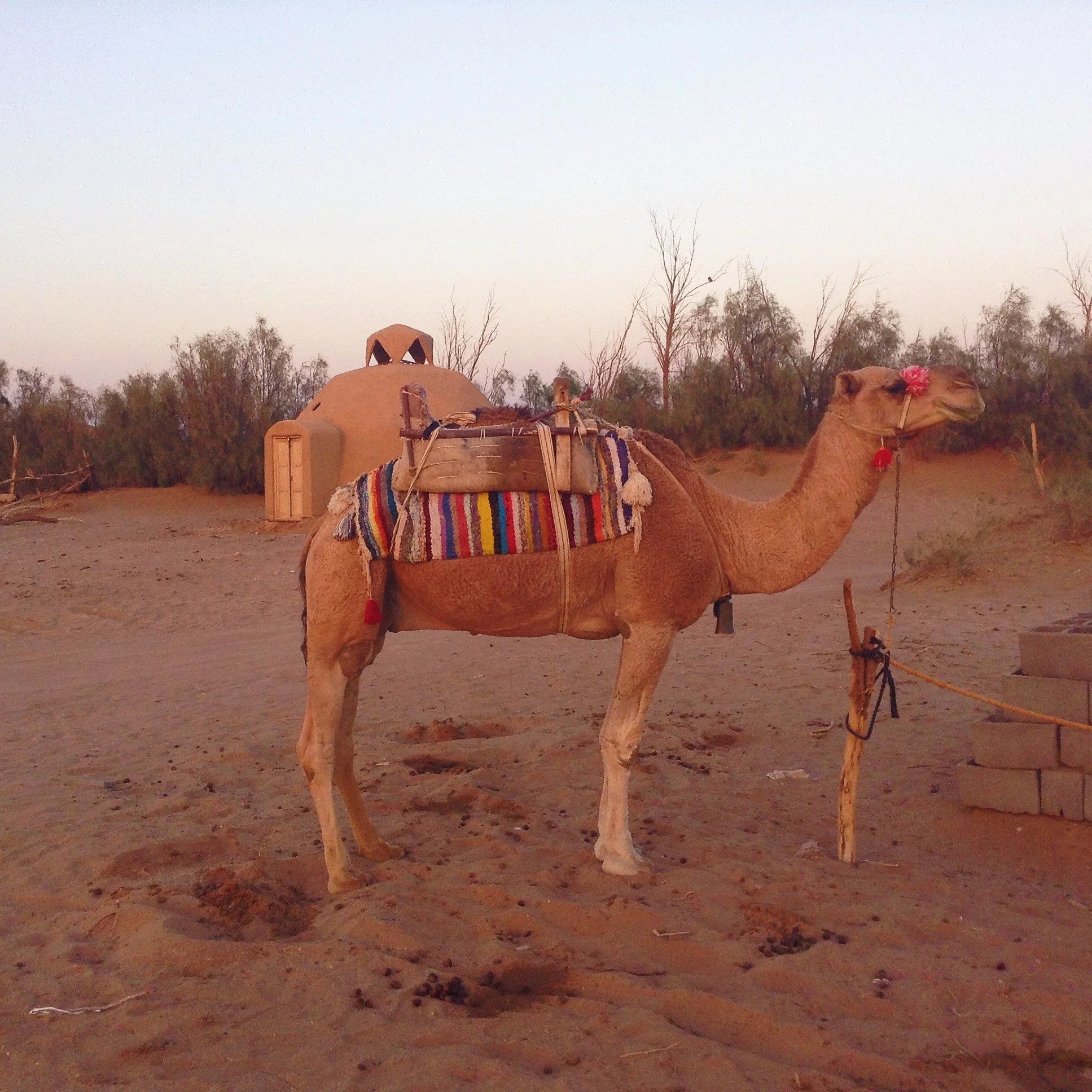 A camel at Barandaz Lodge, Mesr, Iran