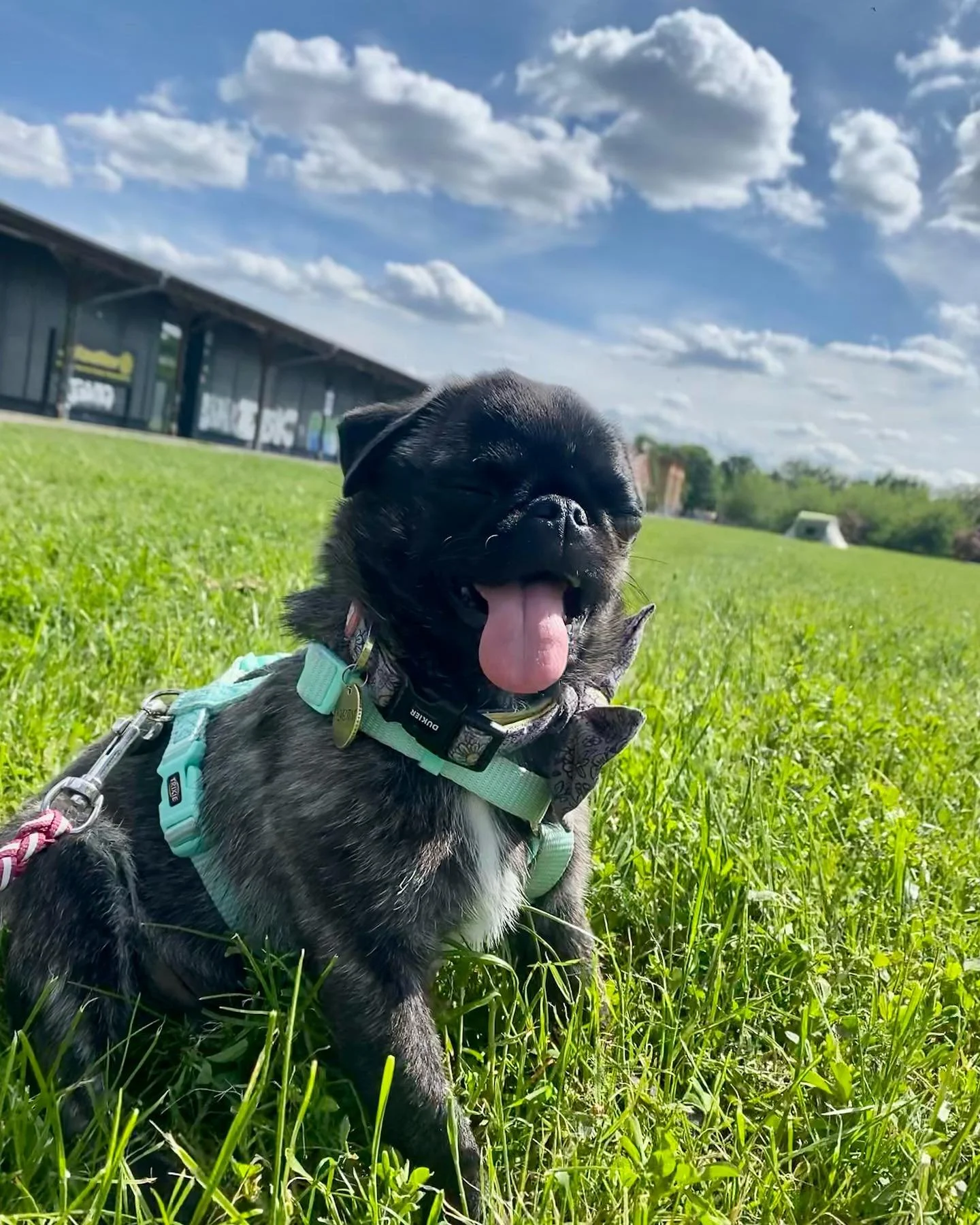 We have a new member of staff, meet our Front of House Manager Clementine. She is a ca. 1,5-2 year old pug chihuahua and something else mix, she came to us trough the #dogrescue @tierwald.e.v Clementine is a perfect addition to our Back Office Manage