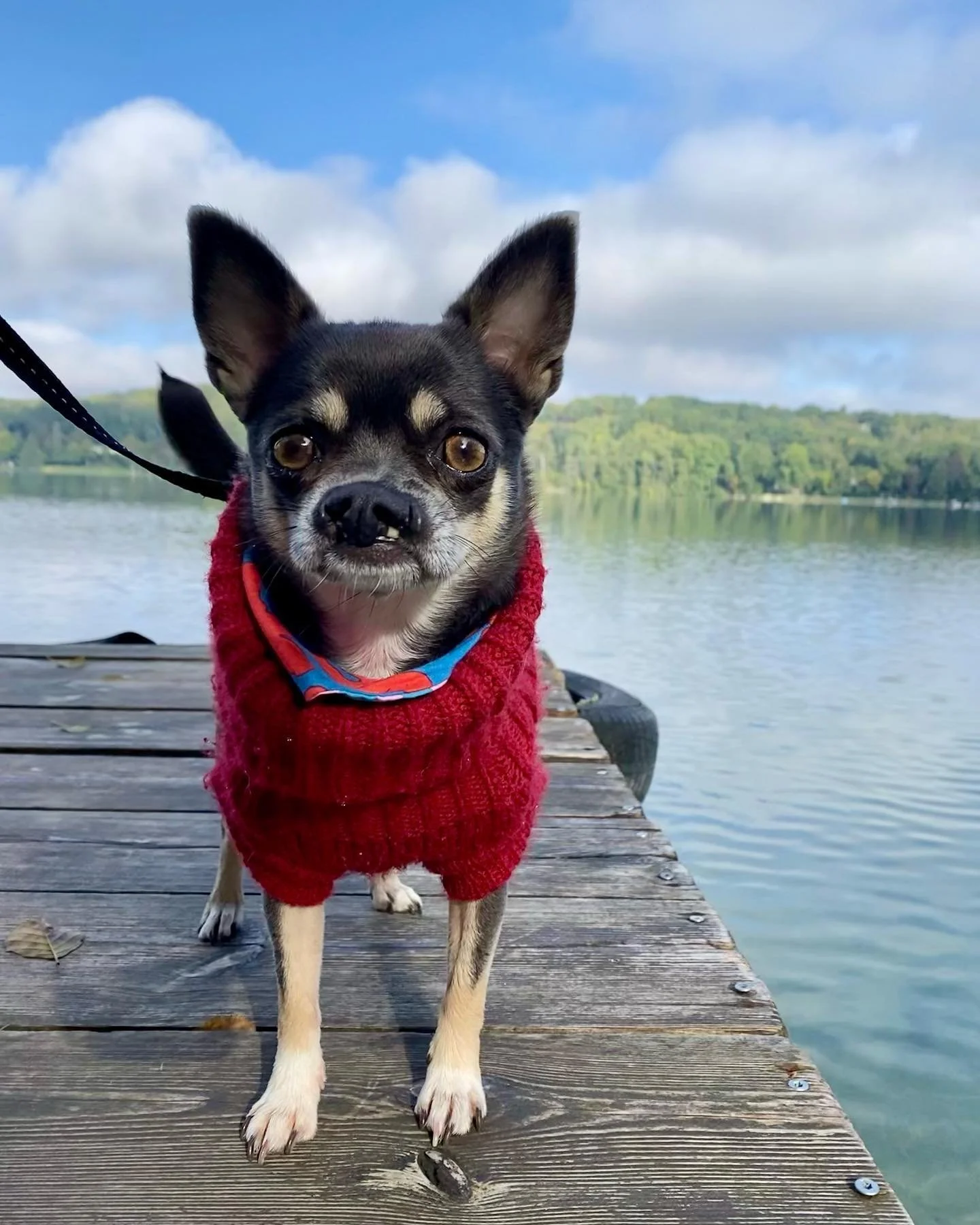 I promised more info about this little addition to the Boat Family.
Petunia was born some time in 2019 in Spain. 2022 she got rescued by @vivalahund and she is serving looks since summer 2022 at the boat. Petunia lives now the sweet good life in Berl