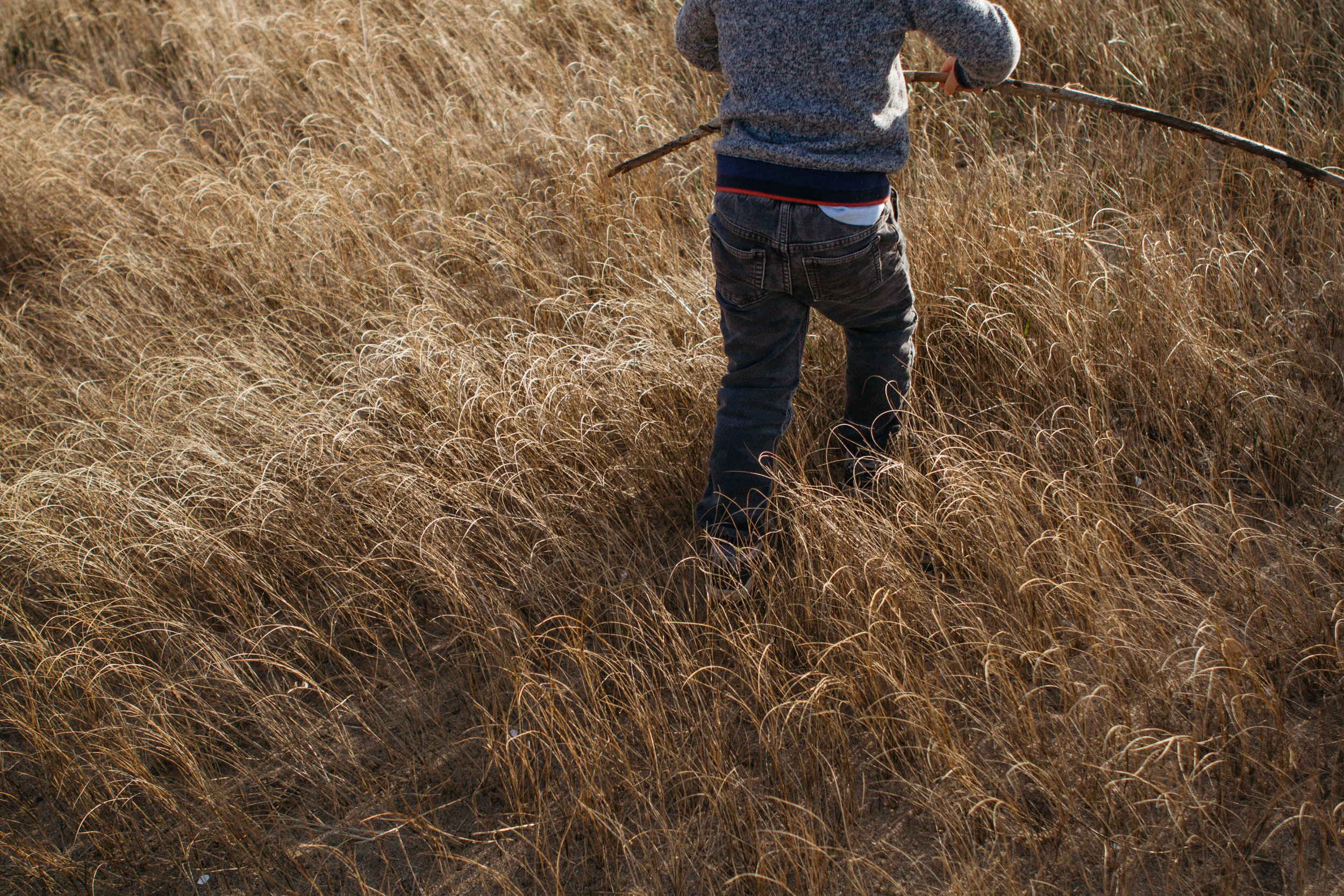 cape cod grasses - laura barr photography