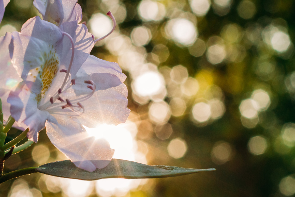 flowers and sunlight - laura barr photography