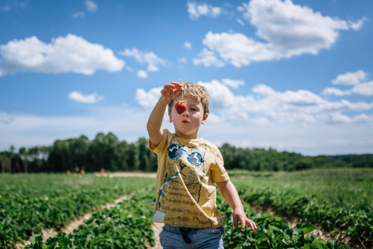 strawberry eye jones farms by laura barr photography