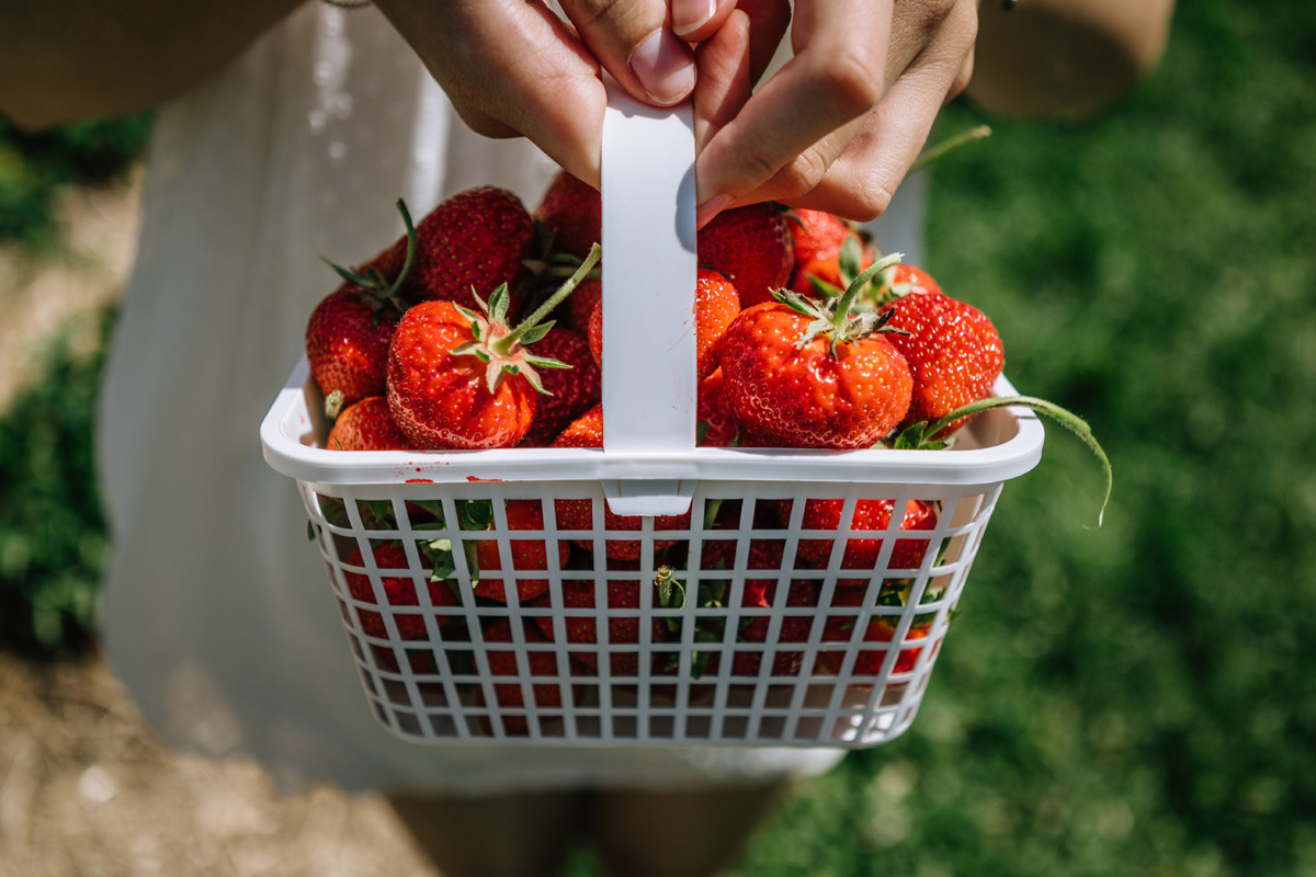 strawberries jones family farms CT by laura barr photography