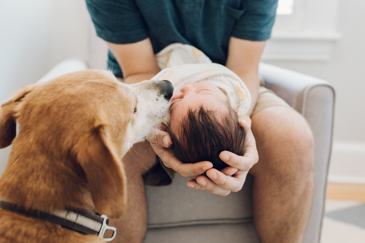 dog sniffing baby by laura barr photography