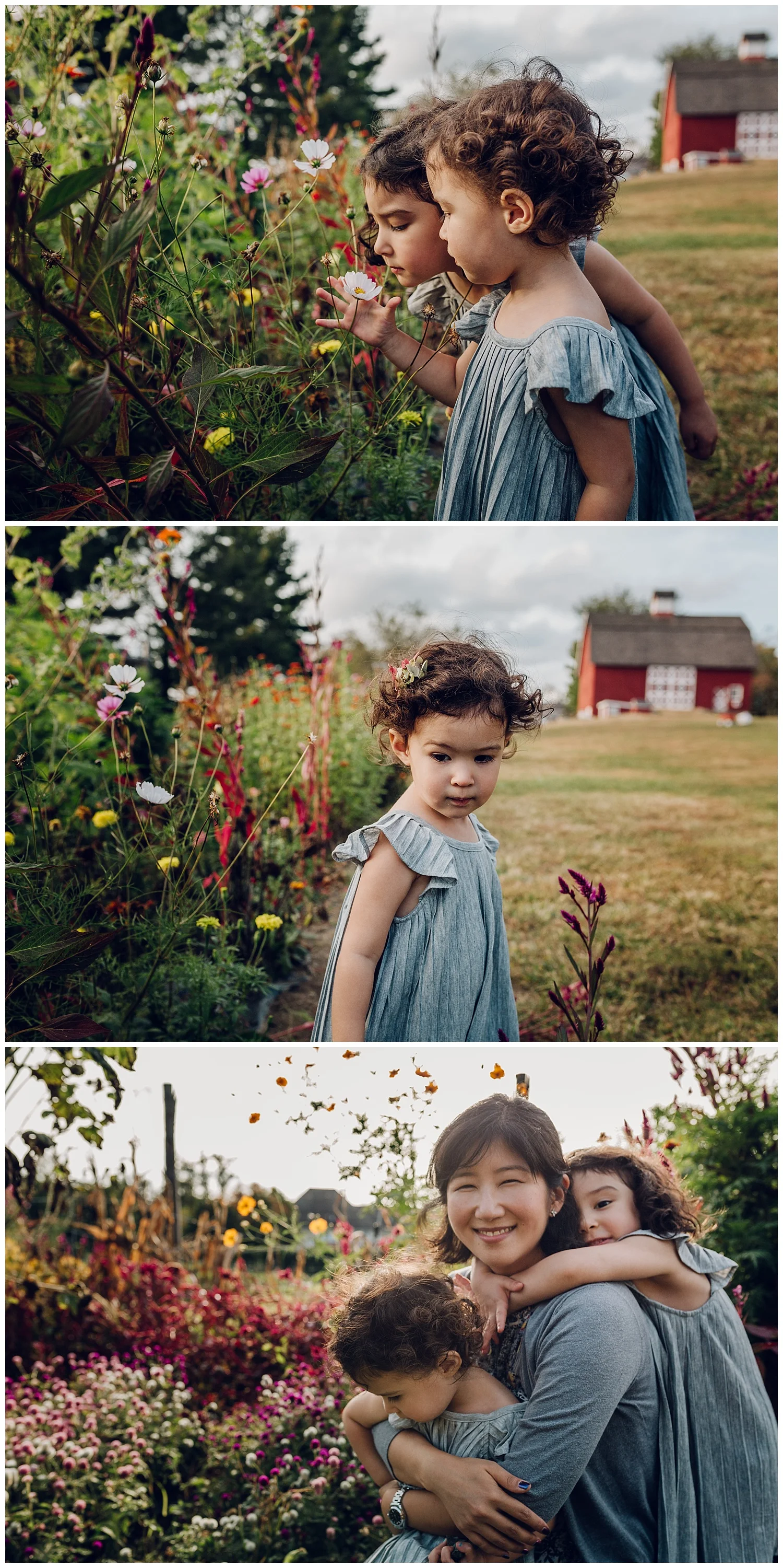 autumn flowers and red barn by laura barr photography