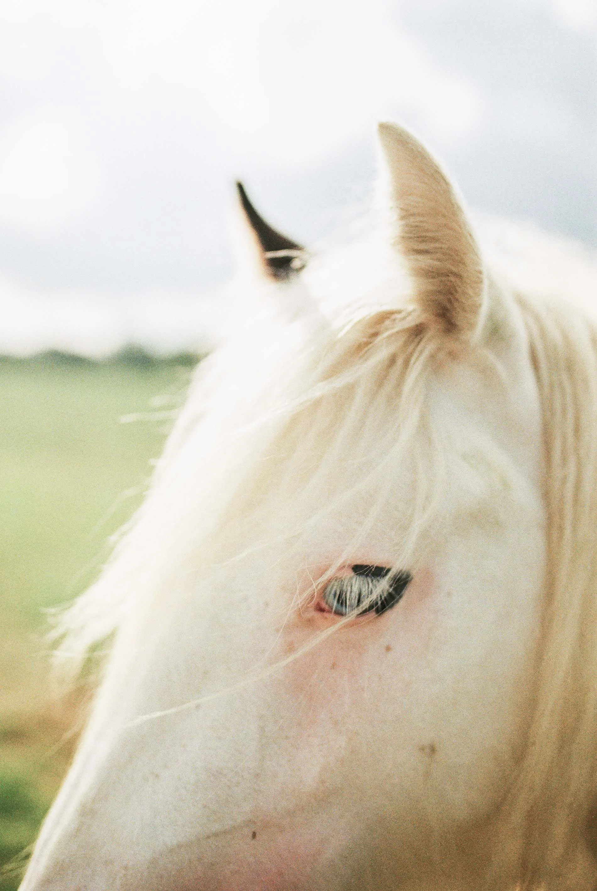 irish horse by laura barr photography