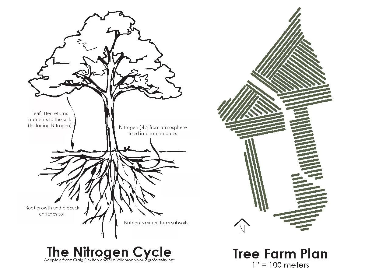 Tree Farm Plan_UrbanEcosystems.jpg