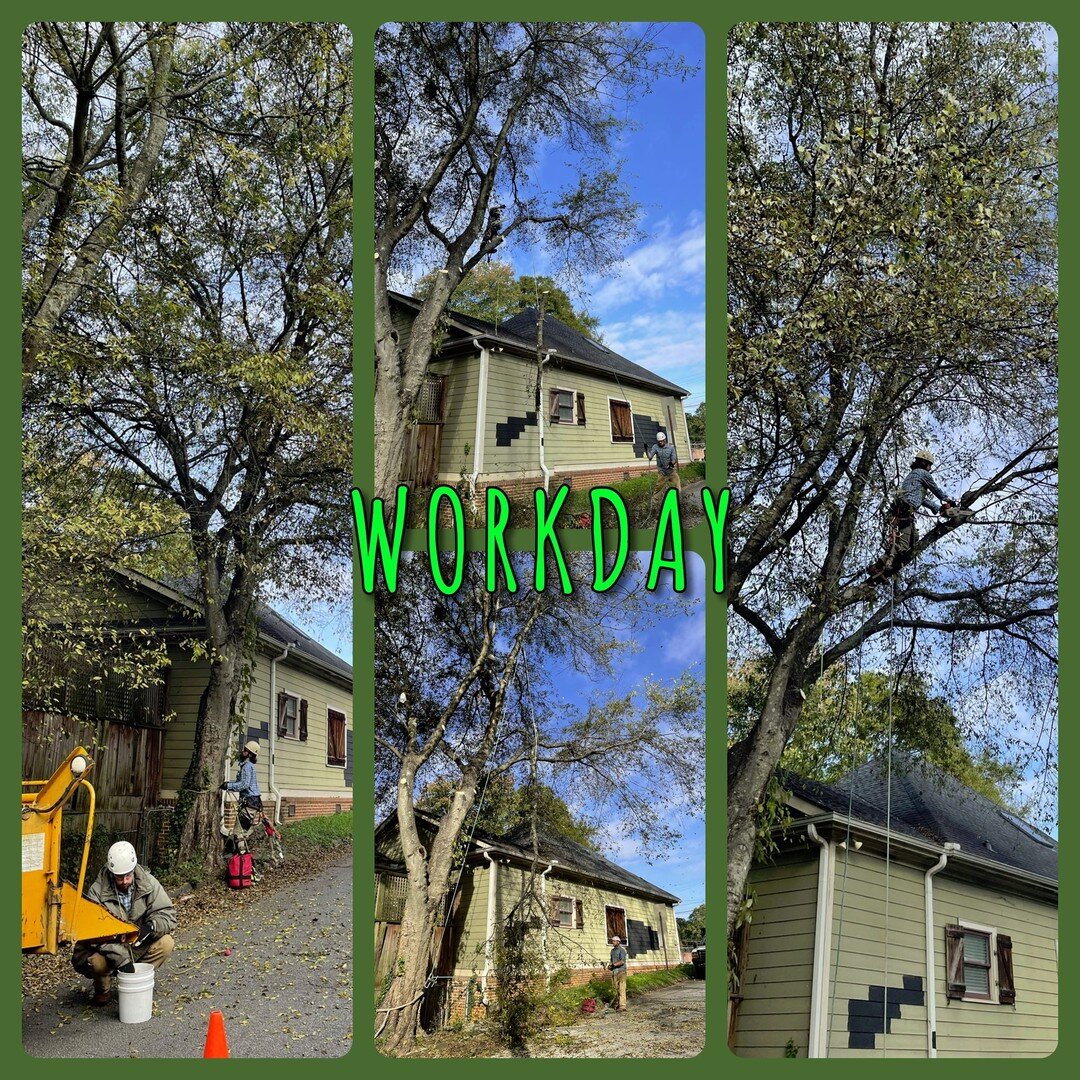 Just a small sampling of the work that goes into these projects.

#WorkdayWednesday #treewisega #treeclimbing #treeclimber #tree #treeservice #treecare #treebiz #trees #treeremoval #treesurgeon #treeworker #treecutting #veteranowned #veteranoperated